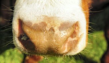 Northern Ireland eases bluetongue animal movement restrictions