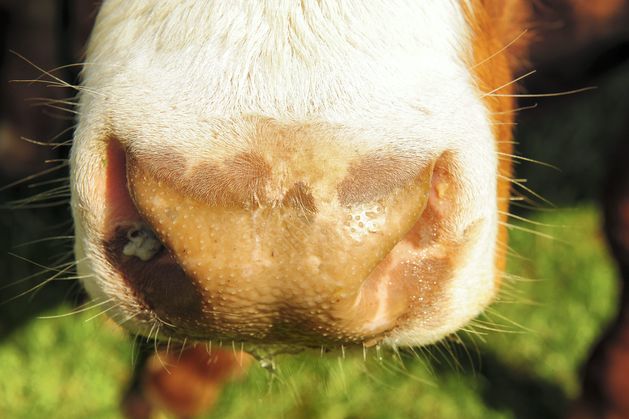 Northern Ireland eases bluetongue animal movement restrictions