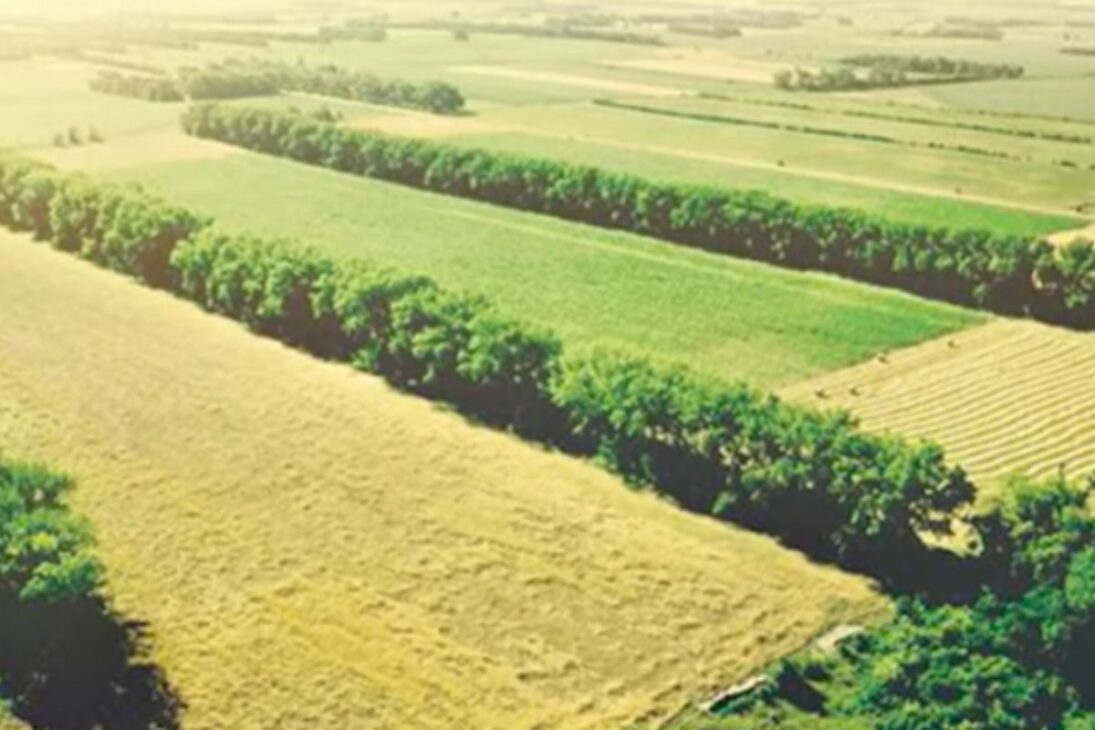 When the land turned to dust, the U.S. planted 220 million trees to contain the wind, save farms, and prove that a planned forest can be the infrastructure.
