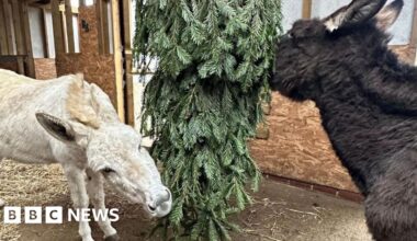 How to recycle Christmas trees in the South