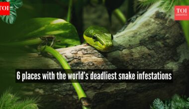 6 places where the world’s deadliest snakes are found