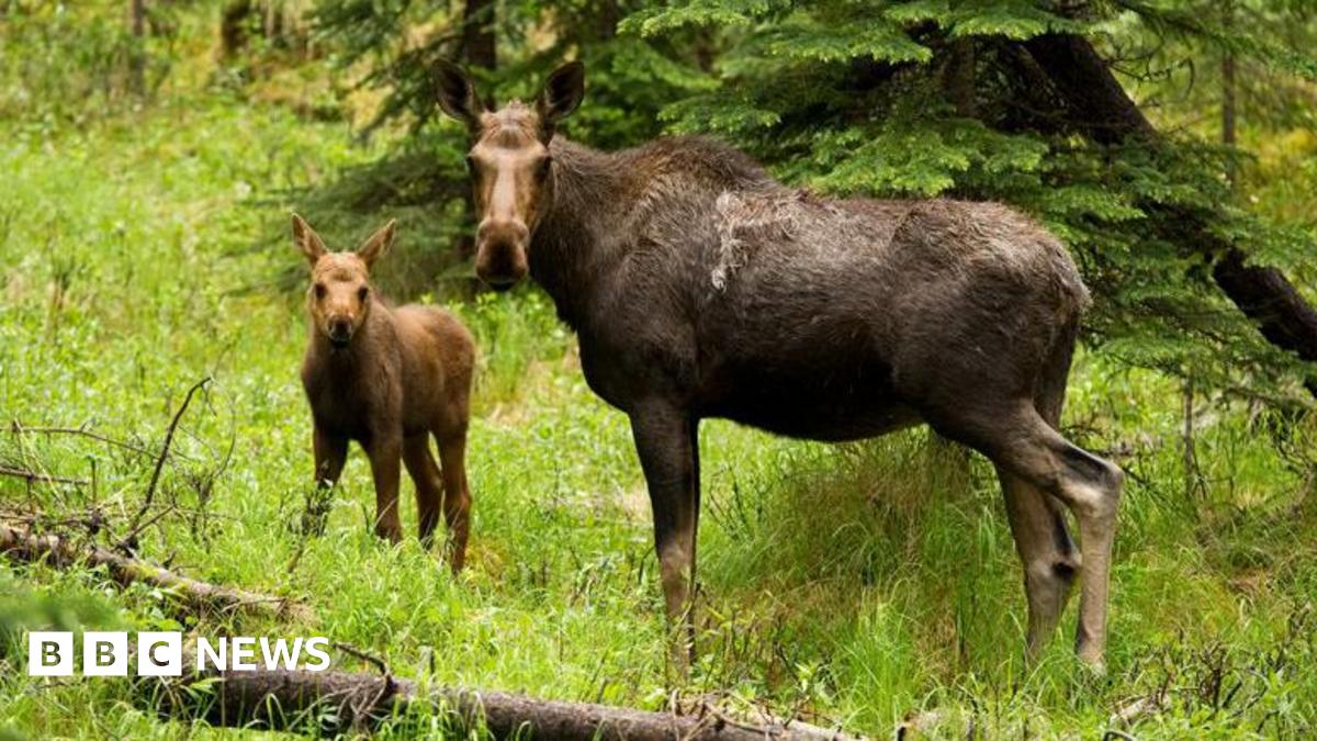 European Elk in woodland.