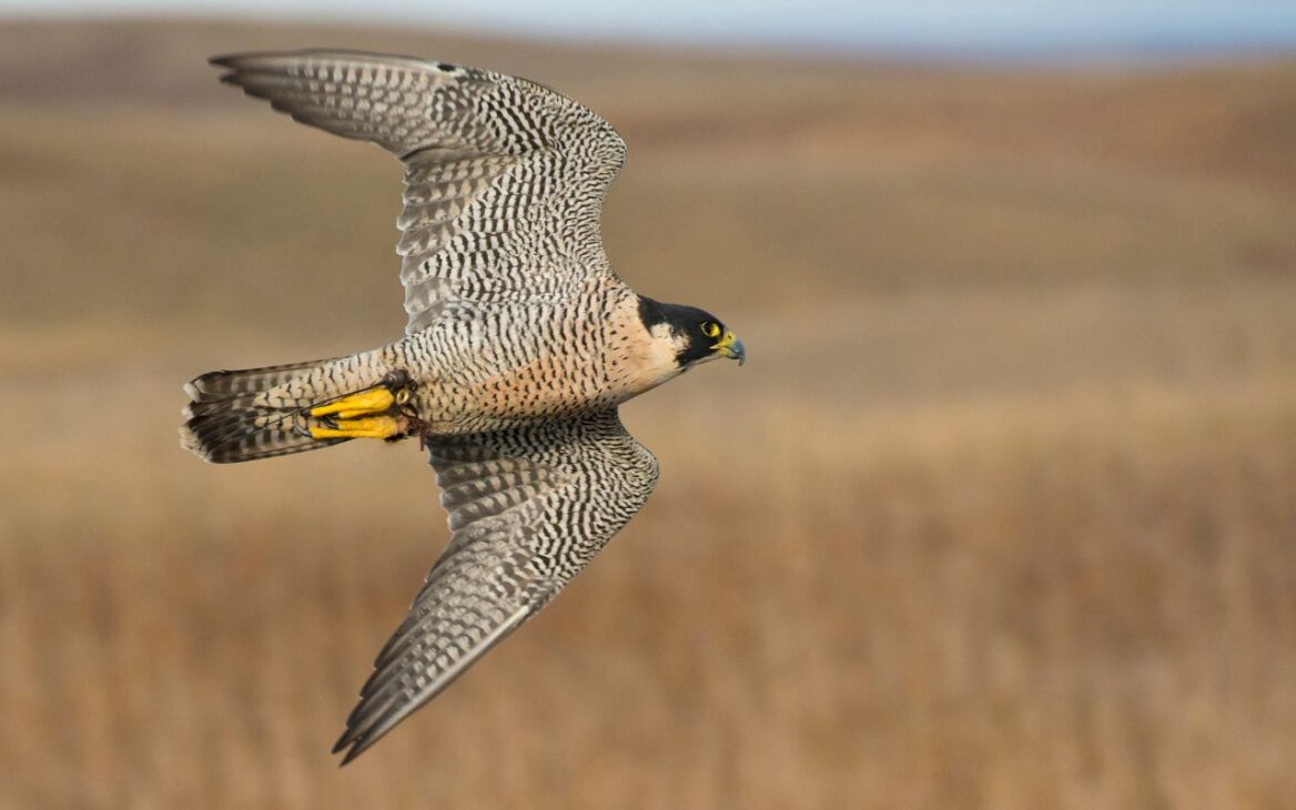 The peregrine falcon, considered the fastest animal in the world, reaches speeds of over 380 km/h in dives and has hunted at altitudes of almost 3 meters.