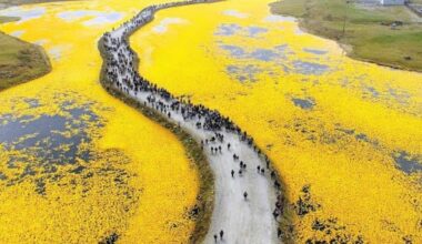 Australia created a plague by releasing frogs to save crops, lost control of the experiment, devastated entire ecosystems, and ended up resorting to cannibalism.