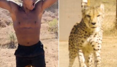 Would you dare to race world's fastest land animal? Watch IShowSpeed take the challenge