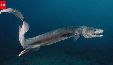 Meet the 80-million-year-old frilled shark: The mysterious deep-sea creature that has survived since the age of dinosaurs |
