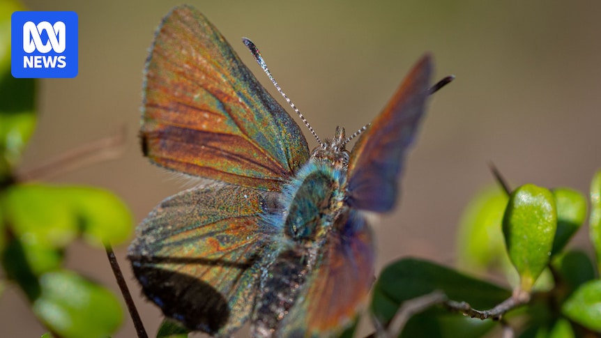 Kids at tiny school work to save extremely rare 'flying jewel' purple copper butterfly