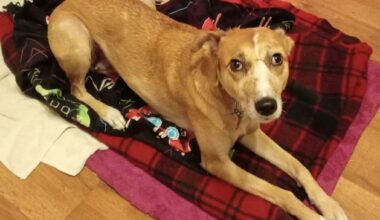 Wicklow animal rescue has taken in 11 dogs since New Year’s eve including injured puppy