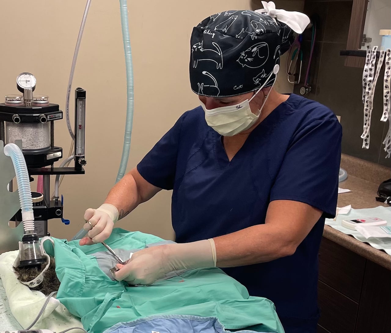 Vet operates on a sick animal