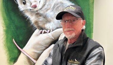 'Half a dozen calls a day' for wild animals with distemper as London sees spike