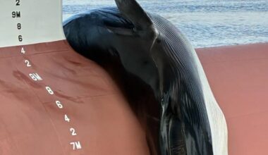 Investigation after huge dead whale found on bow of a ship in New Jersey