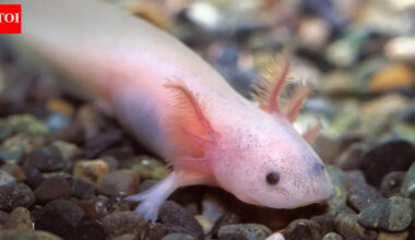 8 real-life animals that seem completely unreal