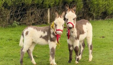 Twin donkeys born in Wicklow have become mini-celebrities