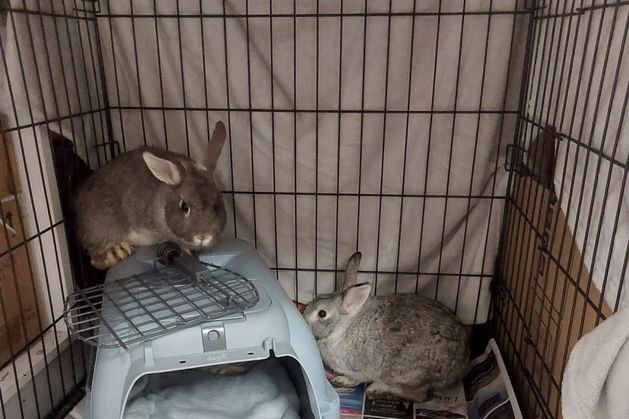 Baby rabbits ‘lucky to be alive’ after being dumped in Wexford Wildfowl Reserve in freezing temperatures