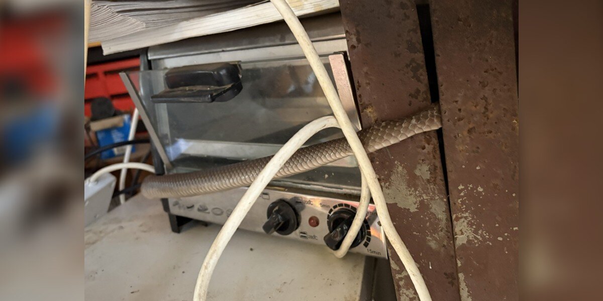 Woman Finds Someone Dangerous Wrapped Around Toaster And Makes Unexpected Choice