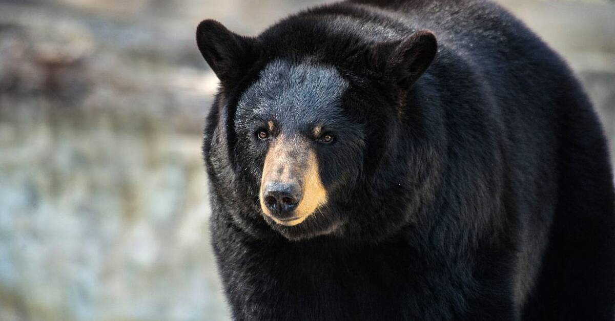 Unwelcome guest finally evicted as huge black bear living under home is moved on