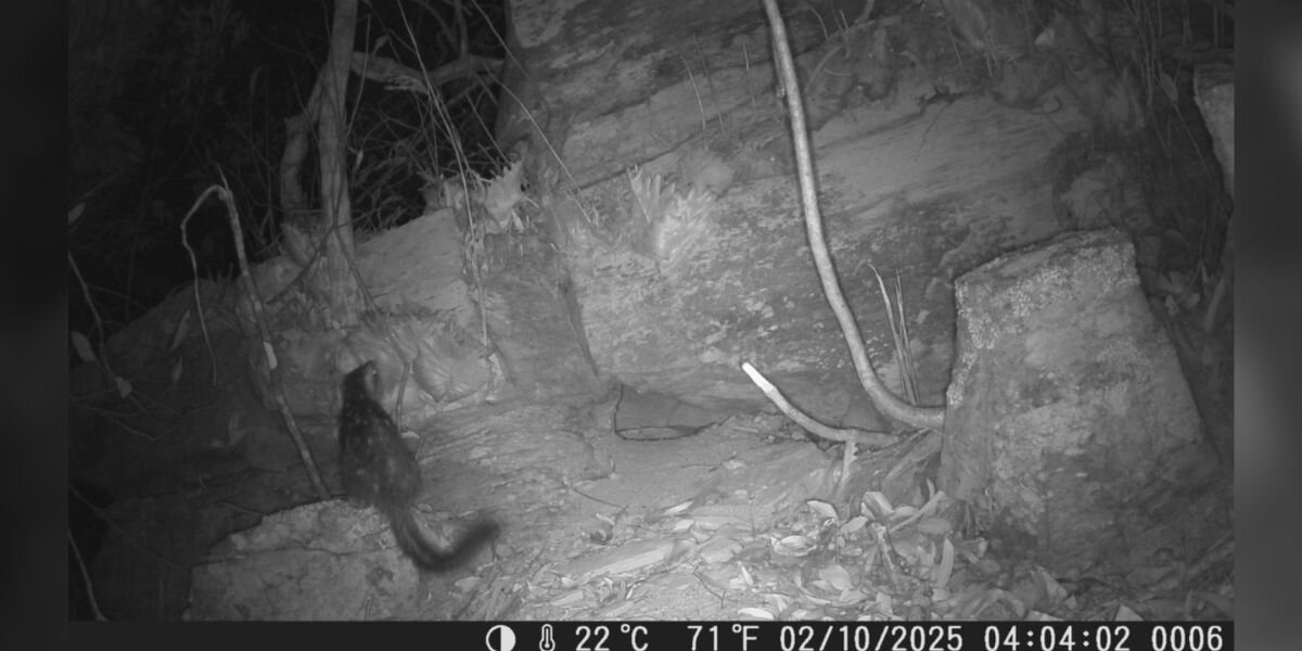 Trail Camera Captures Rare Footage Of Animal Who Hasn't Been Seen In 80 Years