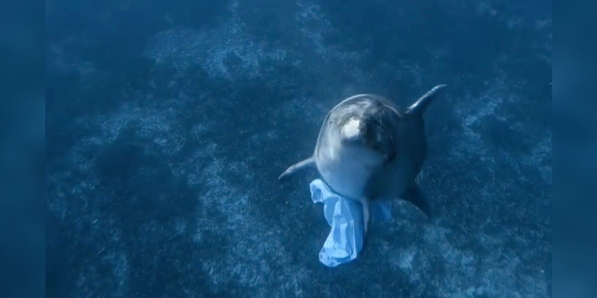 Diver Befriends Dolphin — Then Sees Something Tucked Under His Fin