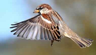 City bird beaks adapted quickly during COVID‑19, research reveals