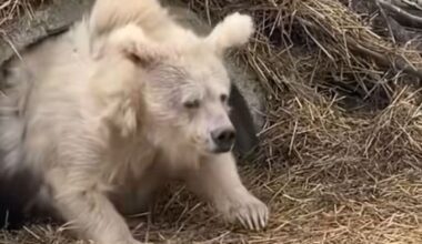 Himalayan bear’s post hibernation exit goes viral online