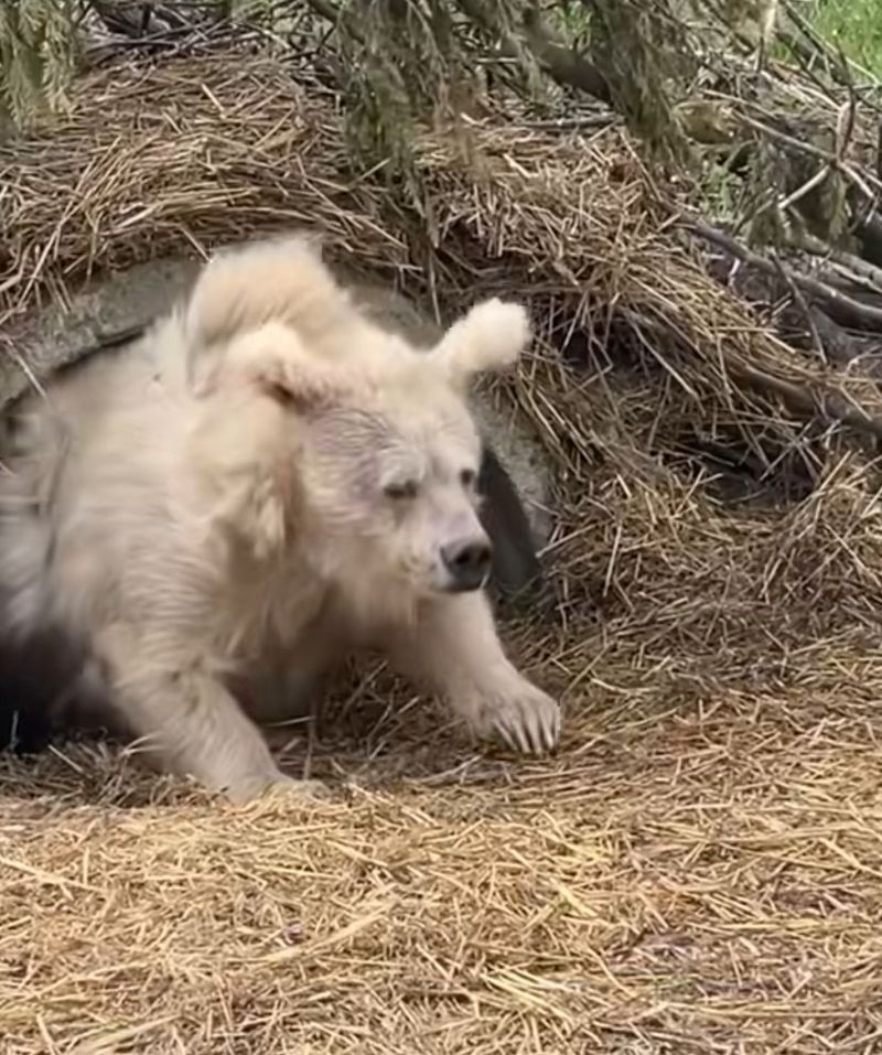 Himalayan bear’s post hibernation exit goes viral online