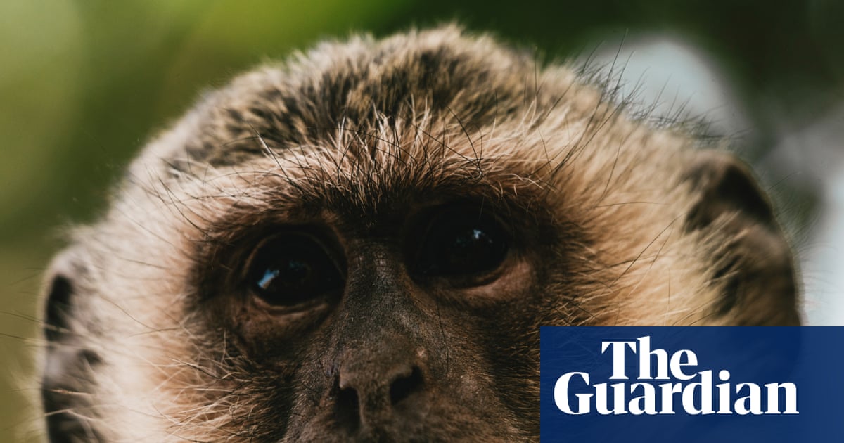 St Louis residents report monkeys roaming on city streets | Missouri
