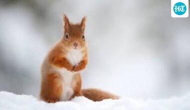 A weapon that could help red squirrels in their Battle of Britain