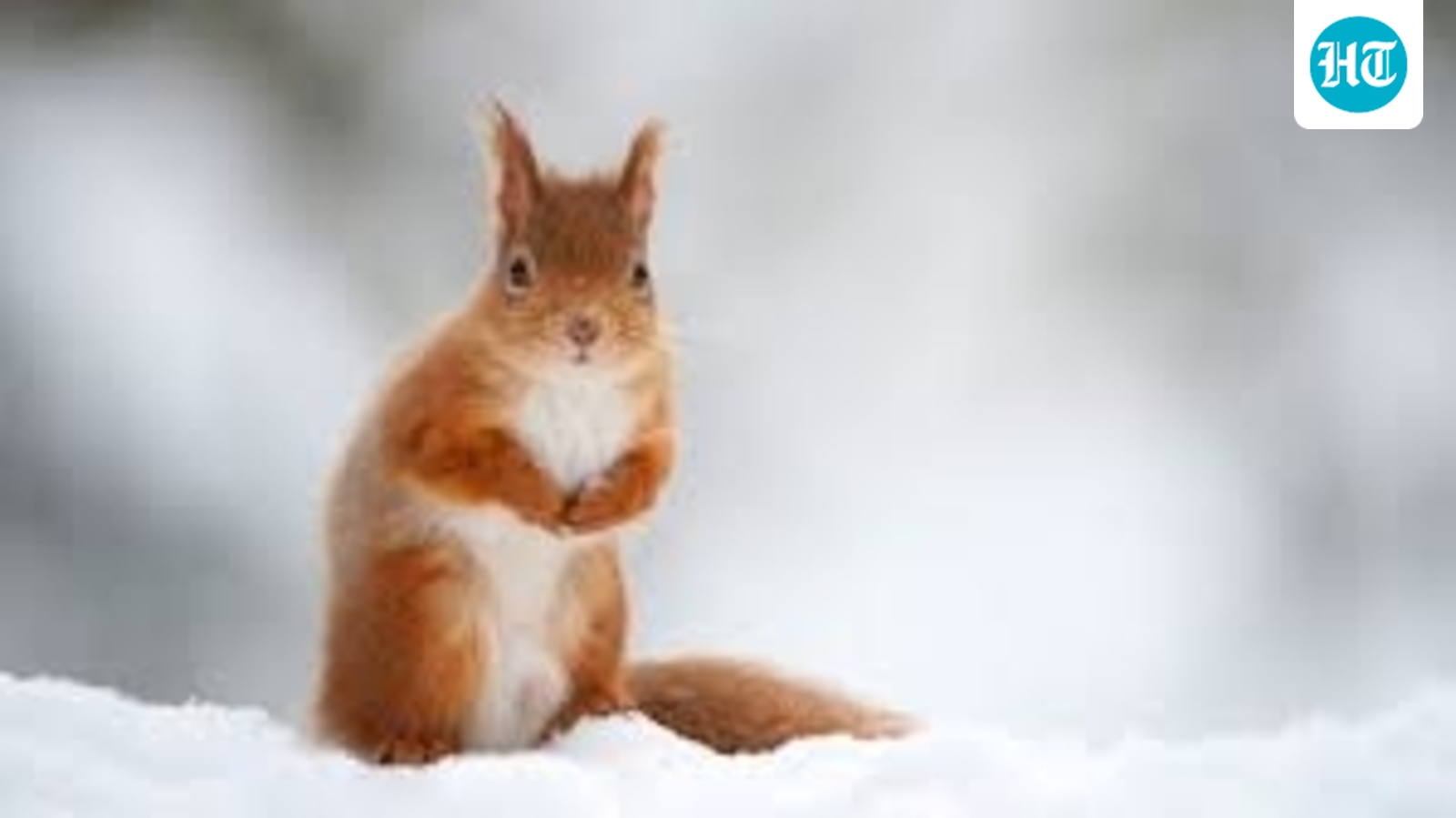 A weapon that could help red squirrels in their Battle of Britain