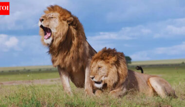 8 countries around the world most famous for their wildlife