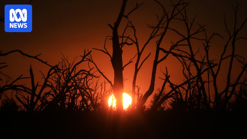 Rising tree death rates in all types of Australian forest tied to climate change