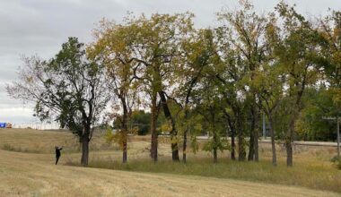 Saskatoon resets urban forest plans after losing thousands of trees