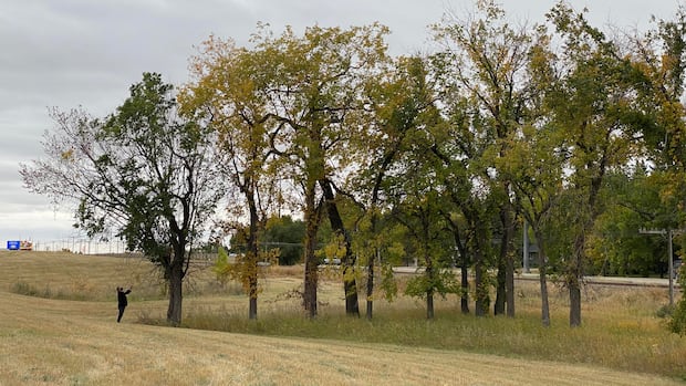 Saskatoon resets urban forest plans after losing thousands of trees