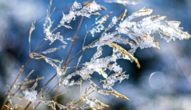 Weather Ireland: ‘Cool by day and cold by night’, forecast Met Éireann, as temperatures to drop below freezing