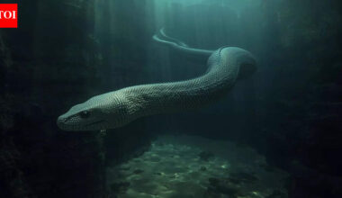 World’s largest sea snake was a 12-metre giant that may have eaten sharks |