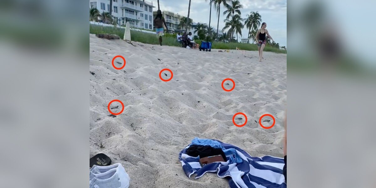 Siblings Napping On Beach Wake Up To Dozens Of Wild Babies Crawling Towards Them