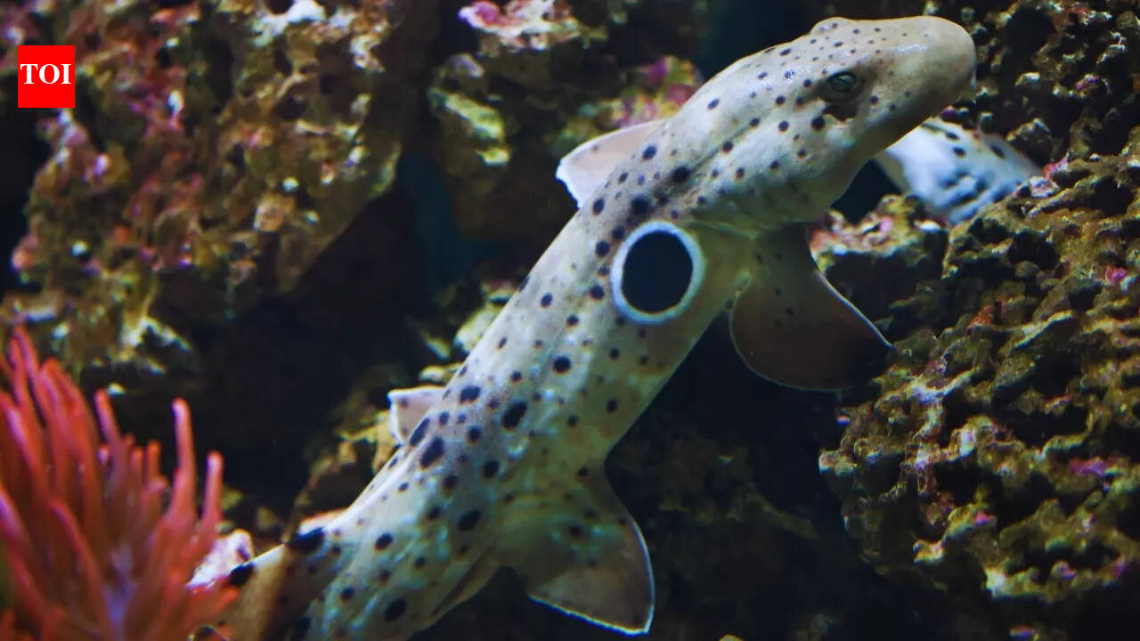 Walking sharks of Australia: Why epaulette shark encounters are among the most mind-blowing travel experiences |