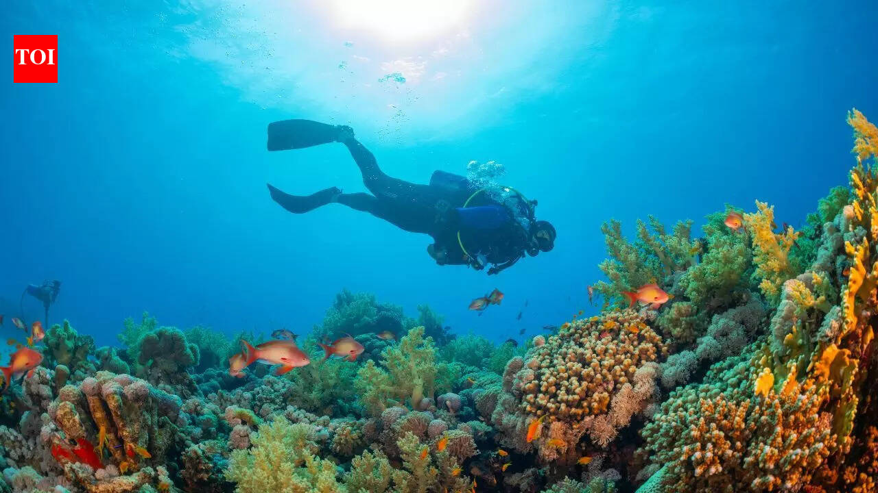 A 300-year-old giant black coral was discovered in New Zealand’s deep seas, revealing hidden ocean mysteries |