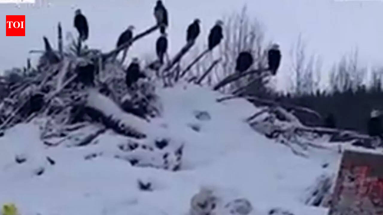 Why hundreds of bald eagles are flocking to northern British Columbia’s frozen mountains during winter | World News