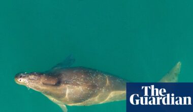 Thailand’s endangered ‘sea cows’ are washing ashore – pointing to a crisis in our seas | Environment
