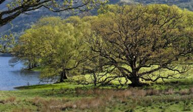 Urban And Woodland Birds Prefer Native Deciduous Trees