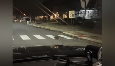 Cop Stops Short After Spotting Unexpected Animal Using Crosswalk At 4 A.M.