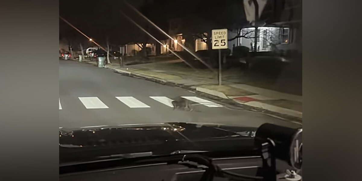 Cop Stops Short After Spotting Unexpected Animal Using Crosswalk At 4 A.M.