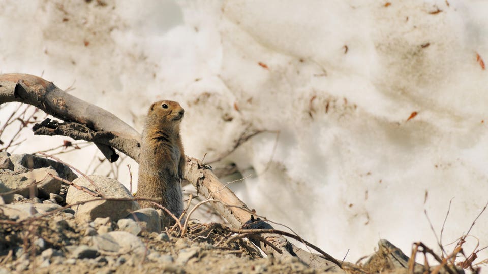 Arctic Ground Squirrel Spermophilus parryii
