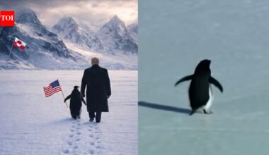 Penguins in Greenland? The story behind the viral ‘Nihilist Penguin’ meme