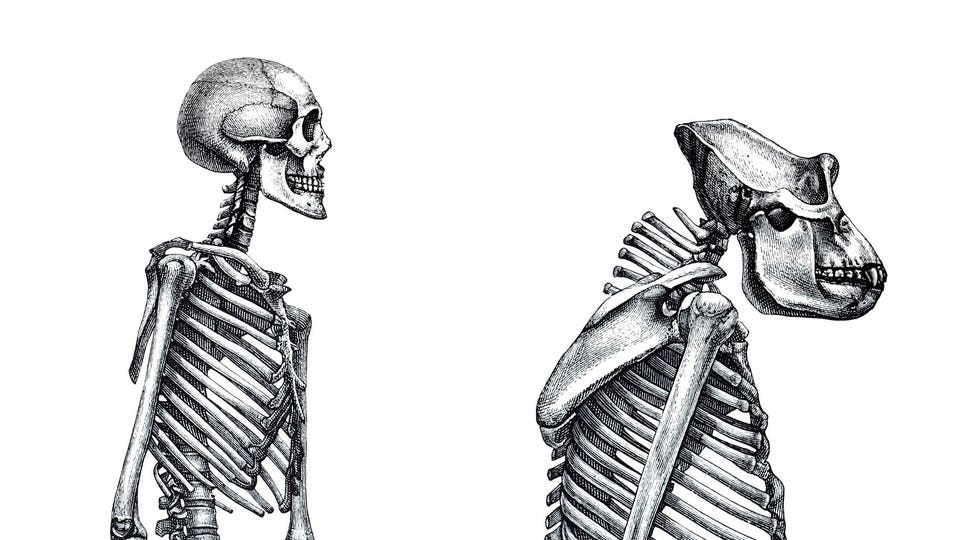 Comparison between human and gorilla skeleton