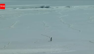 A penguin’s death march is going viral in 2026: What the ‘nihilist penguin’ meme means and how the White House reacted to it |