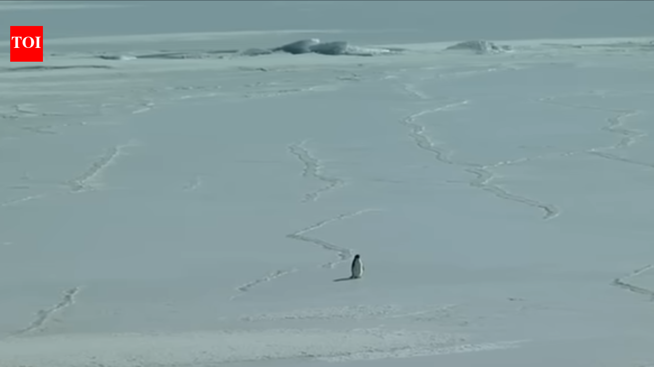 A penguin’s death march is going viral in 2026: What the ‘nihilist penguin’ meme means and how the White House reacted to it |