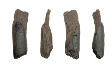 Scientists recover the oldest wooden tools from a site in Greece