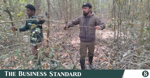 Deer traps in the Sundarbans turn into a shared hazard for tigers