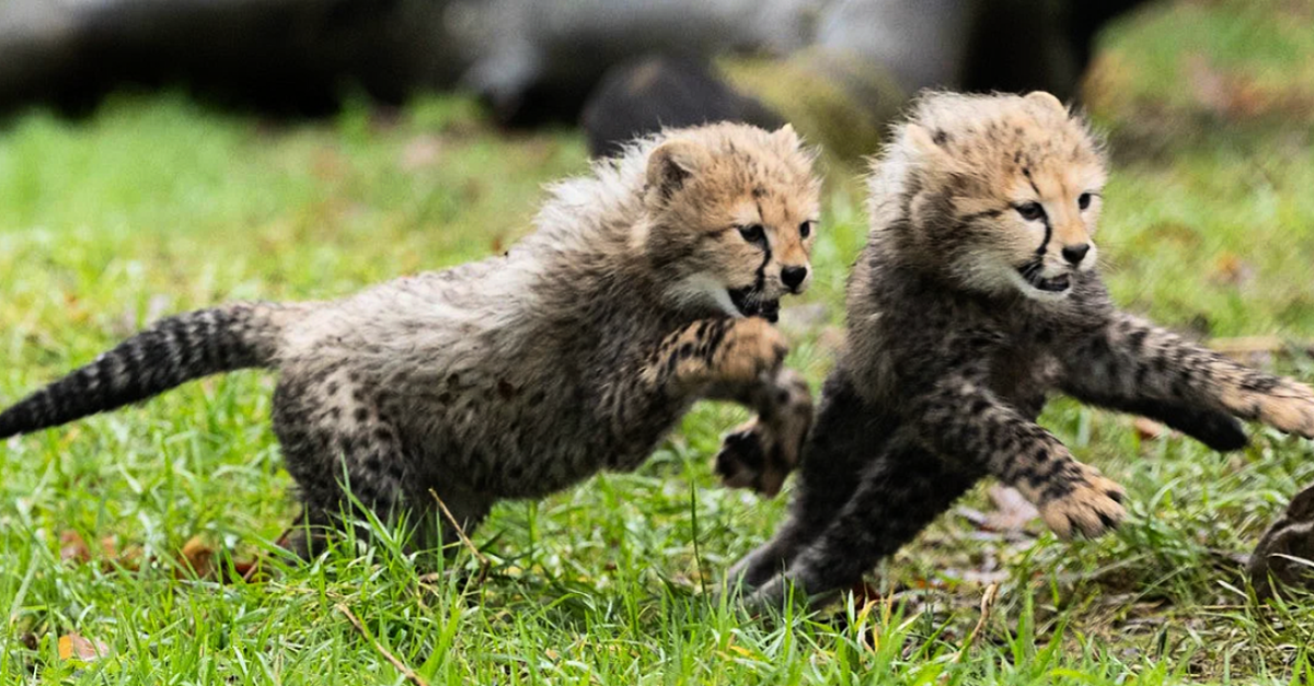Fota Wildlife Park announces birth of two endangered Northern cheetah cubs